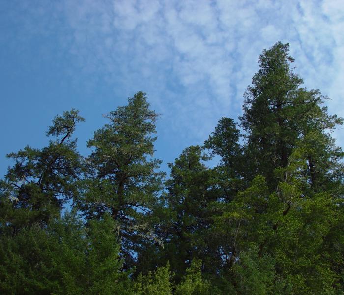 trees and sky