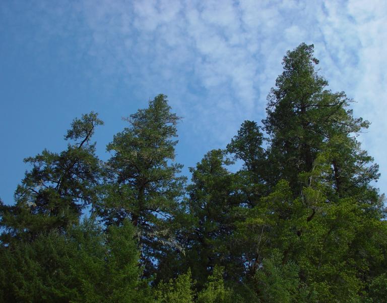 trees and sky