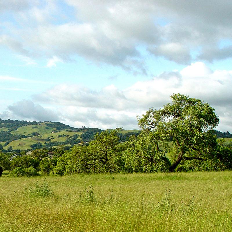 hillside with trees