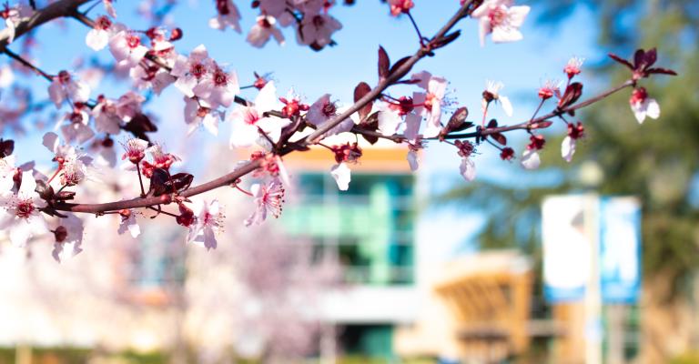 Student Center View Behind Cherry Blossom Tree 